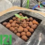 ( IZI Comp )Permanent Bluez RDWC