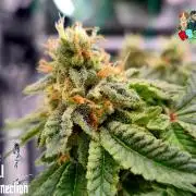 RDWC GRAPE OG 1st photo grow