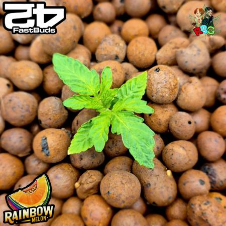 Rainbow Melon ( RDWC )