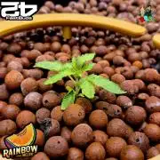 Rainbow Melon ( RDWC )