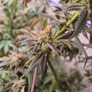 Purple panty droppers