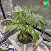 Gazzurple RDWC