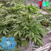 Lemon pound cake x blue star