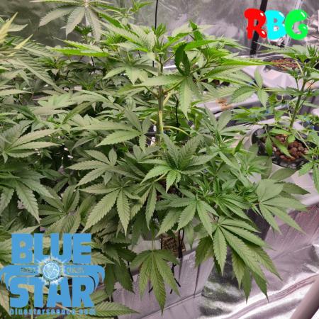 Lemon pound cake x blue star