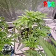 Apple fritter s1 RDWC