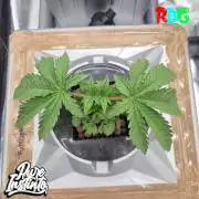 HB Dunkin'z ( RDWC )