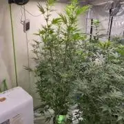 Purple diesel