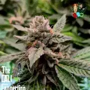 RDWC LA Punch 1st photo grow