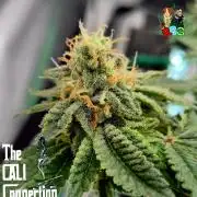 RDWC GRAPE OG 1st photo grow