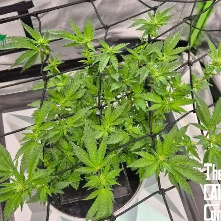 RDWC LA Punch 1st photo grow