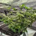 RDWC LA Punch 1st photo grow