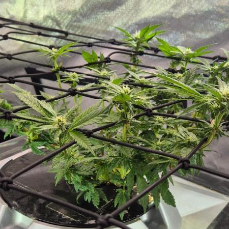 RDWC LA Punch 1st photo grow