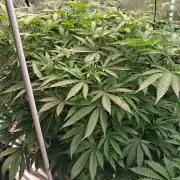 Lemon pound cake x blue star