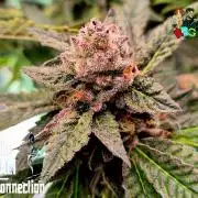 RDWC LA Punch 1st photo grow