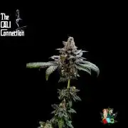 RDWC LA Punch 1st photo grow