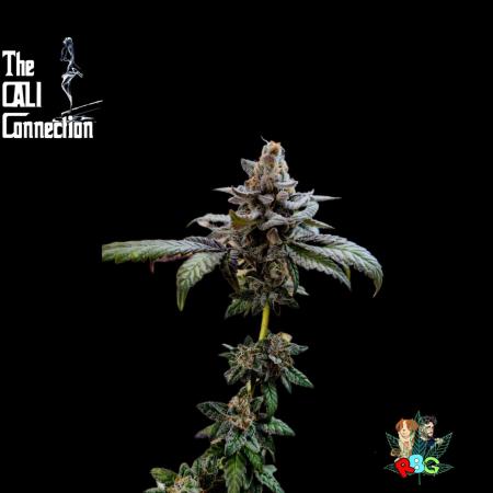 RDWC LA Punch 1st photo grow