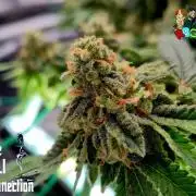 RDWC GRAPE OG 1st photo grow