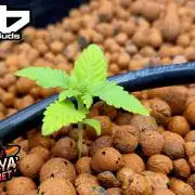 Papaya sherbet ( DWC )