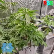 Lemon pound cake x blue star