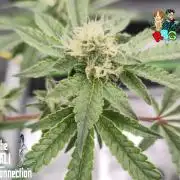 RDWC Cherry Bellini 1st photo grow