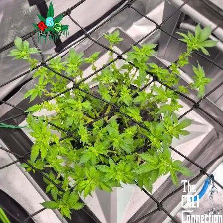 RDWC GRAPE OG 1st photo grow