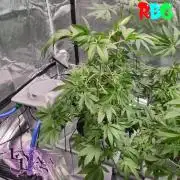 Alien Bubba RDWC