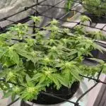 RDWC GRAPE OG 1st photo grow