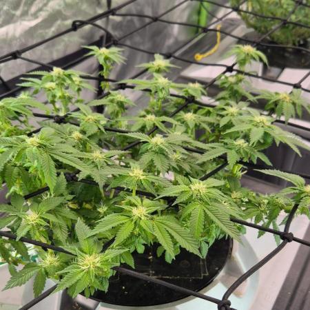 RDWC GRAPE OG 1st photo grow