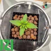 ( IZI Comp )Permanent Bluez RDWC