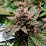 RDWC LA Punch 1st photo grow