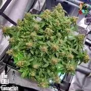 RDWC GRAPE OG 1st photo grow