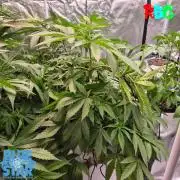 Lemon pound cake x blue star