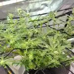 RDWC Cherry Bellini 1st photo grow