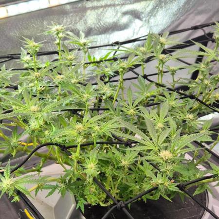 RDWC Cherry Bellini 1st photo grow