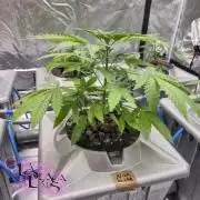 Alien Bubba RDWC