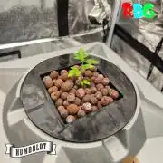Orange Cream PoP RDWC