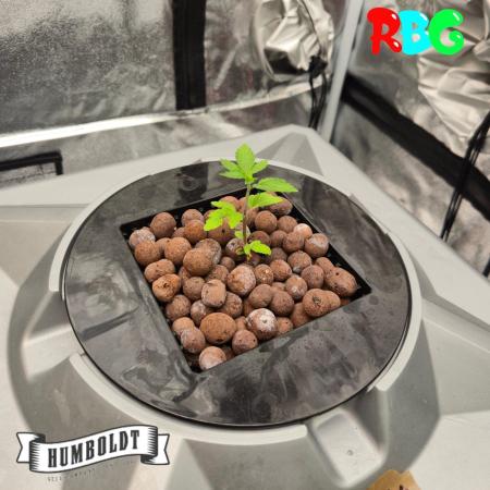 Orange Cream PoP RDWC