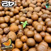 Rainbow Melon ( RDWC )
