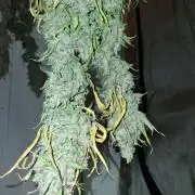 Purple diesel