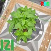 ( IZI Comp )Permanent Bluez RDWC