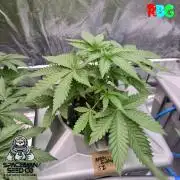 Apple fritter s1 RDWC