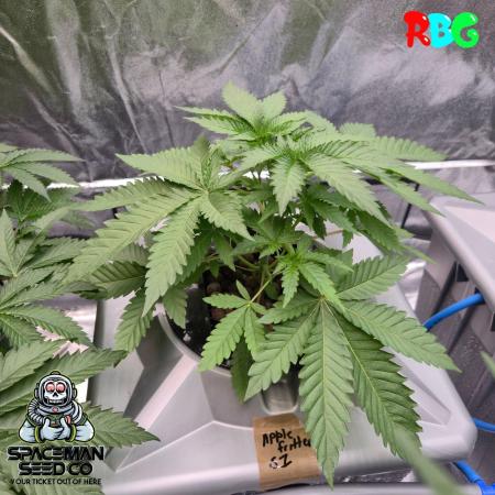 Apple fritter s1 RDWC