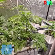Lemon pound cake x blue star