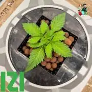 ( IZI Comp )Permanent Bluez RDWC