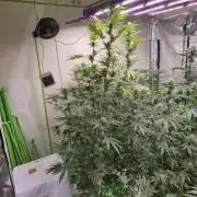 Purple diesel