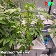 Peanut butter crashers ( RDWC )