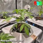 Peanut butter crashers ( RDWC )