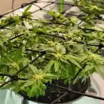 RDWC GRAPE OG 1st photo grow