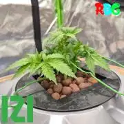 ( IZI Comp )Permanent Bluez RDWC