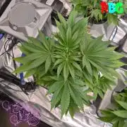 Alien Bubba RDWC